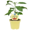 Bio Tropfenchili