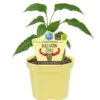 Bio-Chili Bullhorn-Chili