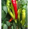 Bio-Chili Bullhorn-Chili – Bild 3