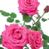 Hot Lady® Edelrosa